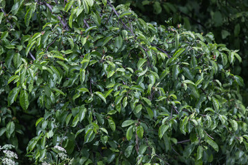Green wall of apple tree branches