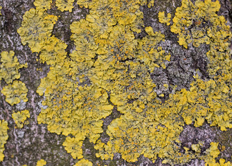 Yellow lichen on the bark of a tree