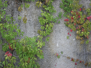 ivy on the wall