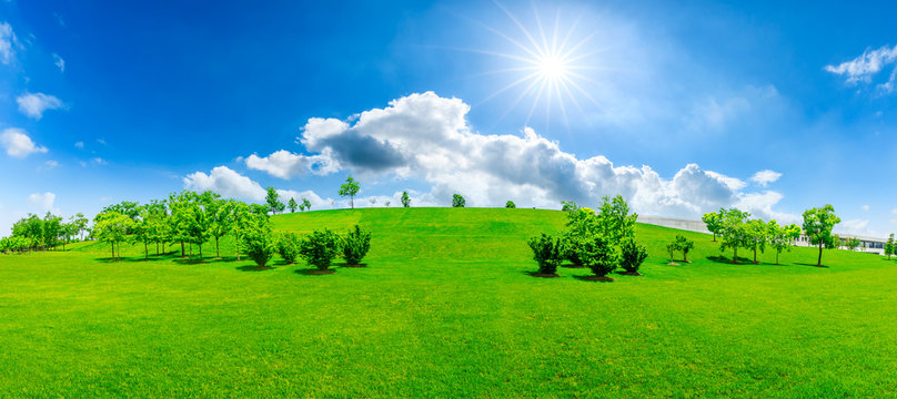 Green grass and tree on a sunny day.