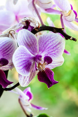 Obraz premium pink orchid flower