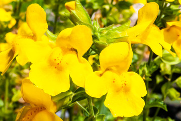 yellow orchid in garden