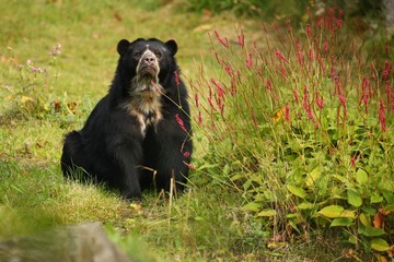 Very rare and shy andean bear in nature habitat. Unique photo of  andean or spectacled bears....