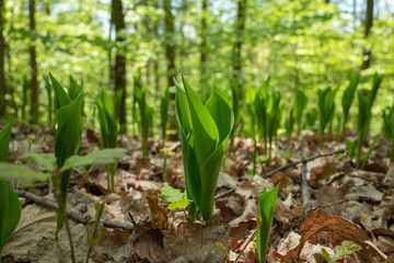 Maiglöckchen im Wald kurz vor der Blüte