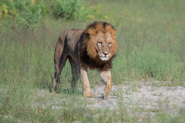 a beautiful African lion proudly walking african savanna lit by botswana's setting sun