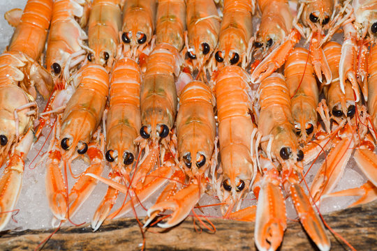 Norway Lobster, Dublin Bay Prawn