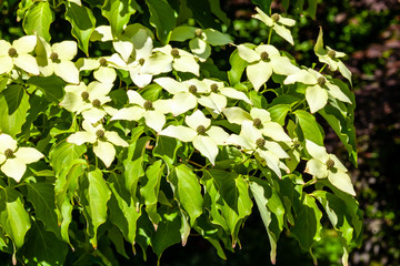 green leaves in the garden