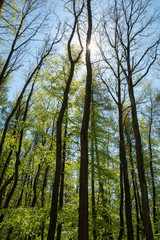 Fototapeta premium Buchenwald im Frühling mit Sonne