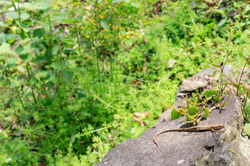 ニホンカナヘビ　Japanese grass lizard