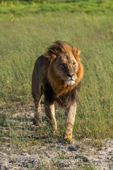 a beautiful African lion proudly walking african savanna lit by botswana's setting sun