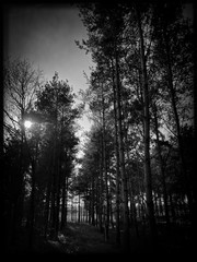 Big & tall pine trees are seen in a dense forest. Natural treescape on scenic woodland trail. Abstract backlit view as afternoon sun shines through branches. Moody black and white edit.