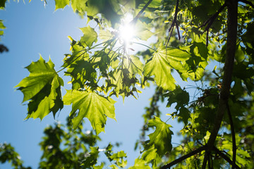 rayon du soleil à travers les feuilles d'un arbre