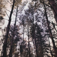 Big and tall pine trees are seen in a dense forest. Natural treescape on scenic woodland trail. Abstract backlit view as afternoon sun shines through branches. Moody atmosphere with natural silhouette