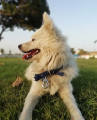 Pomeranian Dog in his Style