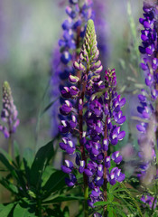 Obraz premium Purple lupine flower grows in the sun