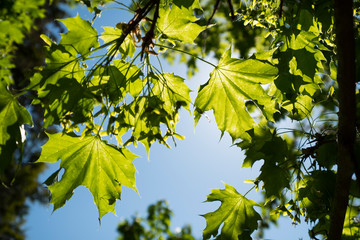 rayon du soleil à travers les feuilles d'un arbre