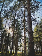 Big and tall pine trees are seen in a dense forest. Natural treescape on scenic woodland trail. Abstract backlit view as afternoon sun shines through branches. Moody atmosphere with natural silhouette