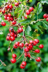 red berries on a branch