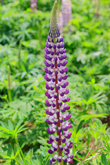 紫色のルピナス　松本つつじ園　長崎県大村市　Purple Lupine Nagasaki Oomura city