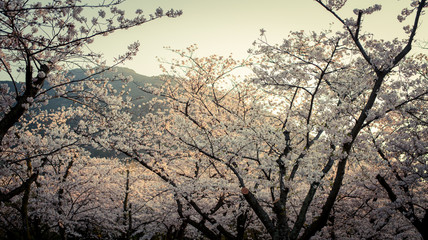 公園の桜