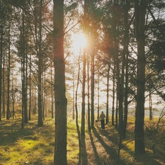 Tall pine trees in rural dense forest. Natural treescape scene in woodland trail. Backlit view with sunset behind trees. Man walks towards light. Lens flare creates mysterious atmosphere.