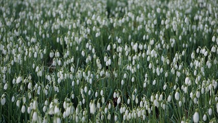 Snowdrops