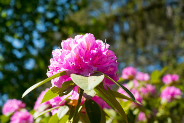 fleurs de rhododendron avec un arri&egrave;re plan flou