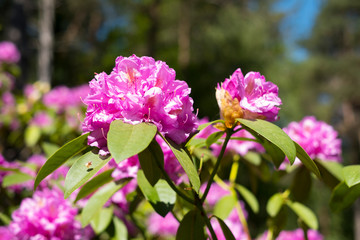 fleurs de rhododendron avec un arrière plan flou