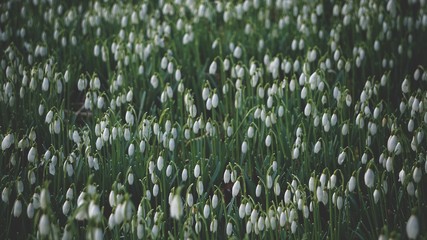 Snowdrops