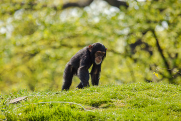 Junger Schimpanse (Pan troglodytes)