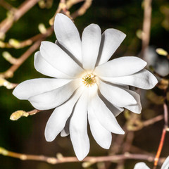 close up of white magnolia flower