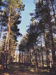 Low angle view in a pine forest. Tall & mature tree trunks with branches and green foliage are seen in dense woodland during sunset. Afternoon scene during early spring in nature.