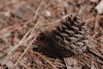 close up of pine cones