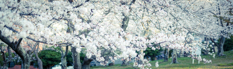 公園の桜