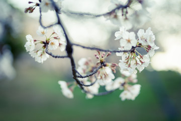 公園の桜