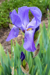 blue iris flower