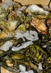 Oyster pile for sale at the market