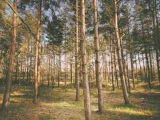 Tall and straight mature pine trees in a dense forest during early spring. Afternoon sunset creates colorful scene in nature. Natural woodland background.