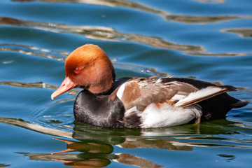 Canard nette rousse -Netta rufina - en promenade sur l'étang