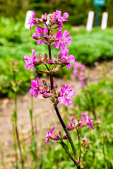 lilac flowers in the garden