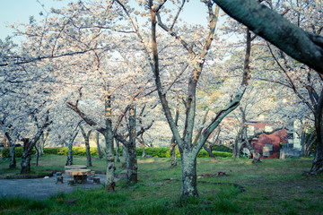 公園の桜