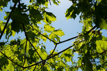 feuilles d'un arbres traversées par les rayons du soleil 