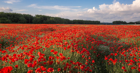 Landscape of red poppy field on sunset