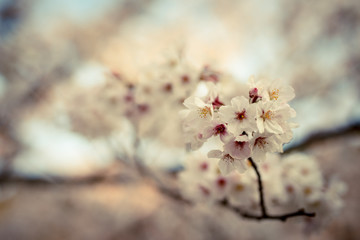 公園の桜