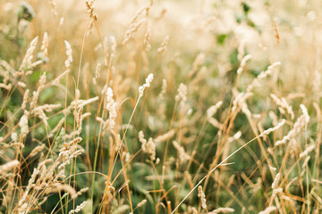 Golden spikes at dawn. Beautiful scenery. 