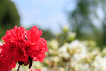 赤色のツツジ　松本つつじ園　長崎県大村市　Red Azalea Nagasaki Oomura city