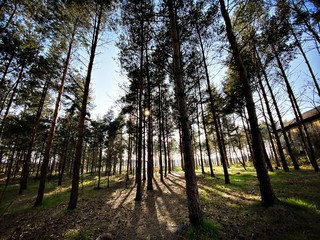 Big and tall pine trees are seen in a dense forest. Natural treescape on scenic woodland trail. Backlit view as afternoon sun shines through branches and trunks. Soft focus creates fresh atmosphere