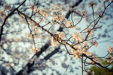 公園の桜