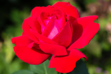 red rose flower