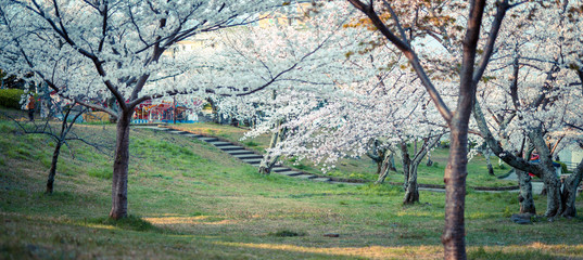 公園の桜